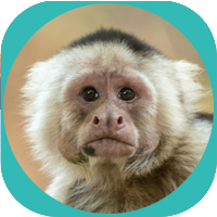 monkey image - 5 Animals QI GONG Online Energy course for Health Awakening Wellness and Consciousness Expansion image 3